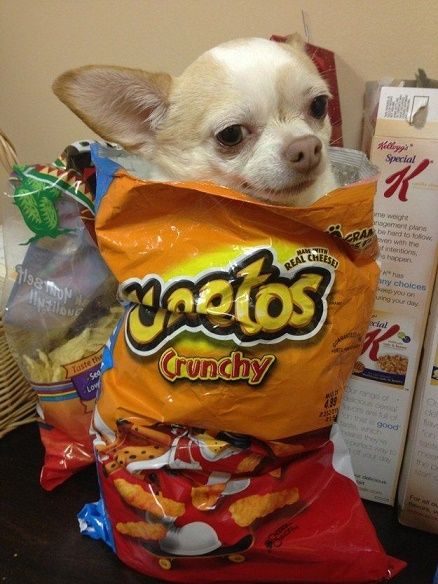 30 Razones que confirman que los Chihuahuas son los perros【HUMOR VIRAL】