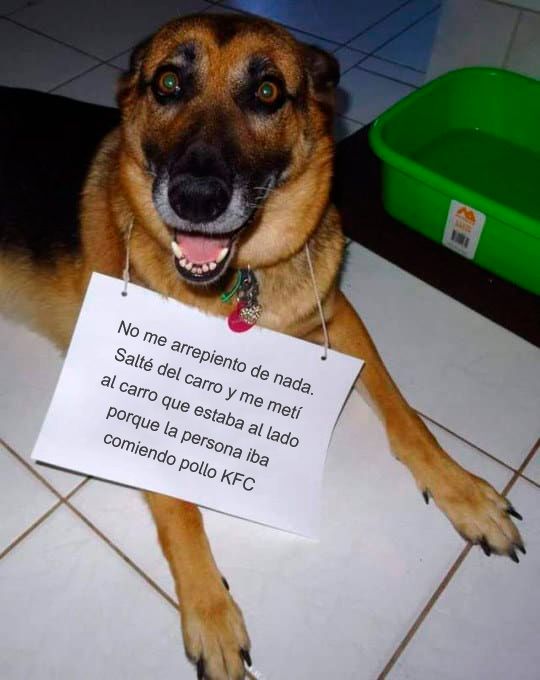 19 Memes de perros que te garantizan una carcajada segura【HUMOR VIRAL】