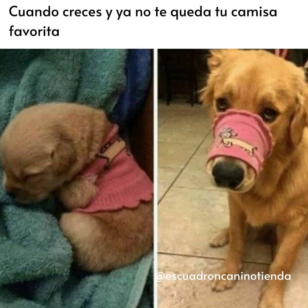 Escuadron Canino on Instagram awwww Siguenos para mas contenido @escuadroncaninotienda【HUMOR VIRAL】