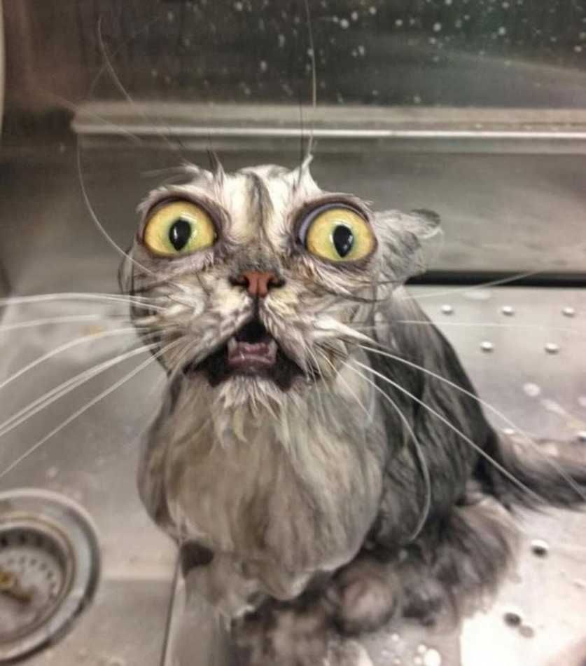 Las 20mejores fotos de gatos mojados【HUMOR VIRAL】