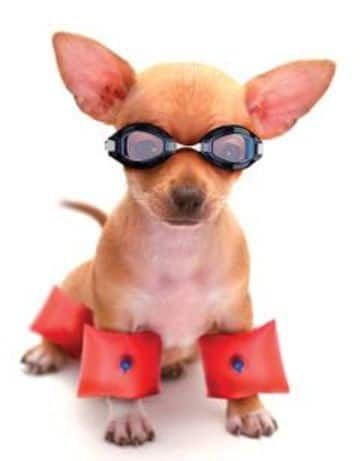 Preciosos Y Extrovertidos Accesorios Para Perros Chihuahua【HUMOR VIRAL】