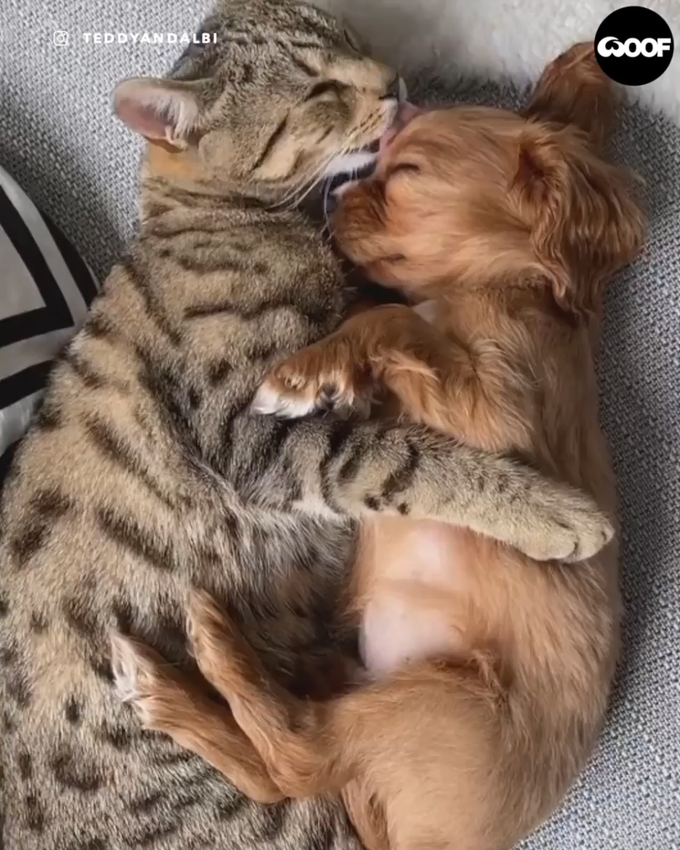 Loving Cat Licks And Snuggles With Sleeping Puppyã€�HUMOR VIRALã€‘