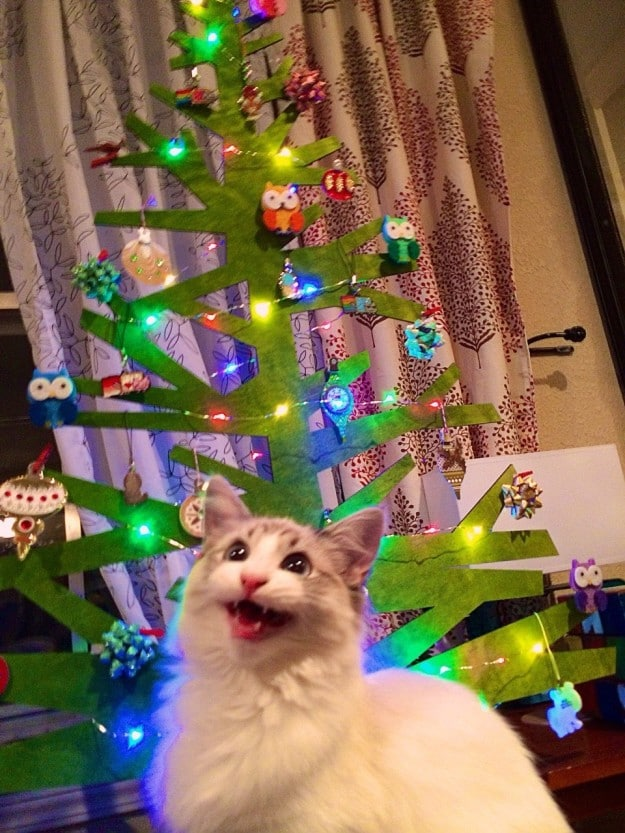 Si tienes gato ¡Cuidado con el arbol de Navidad【HUMOR VIRAL】