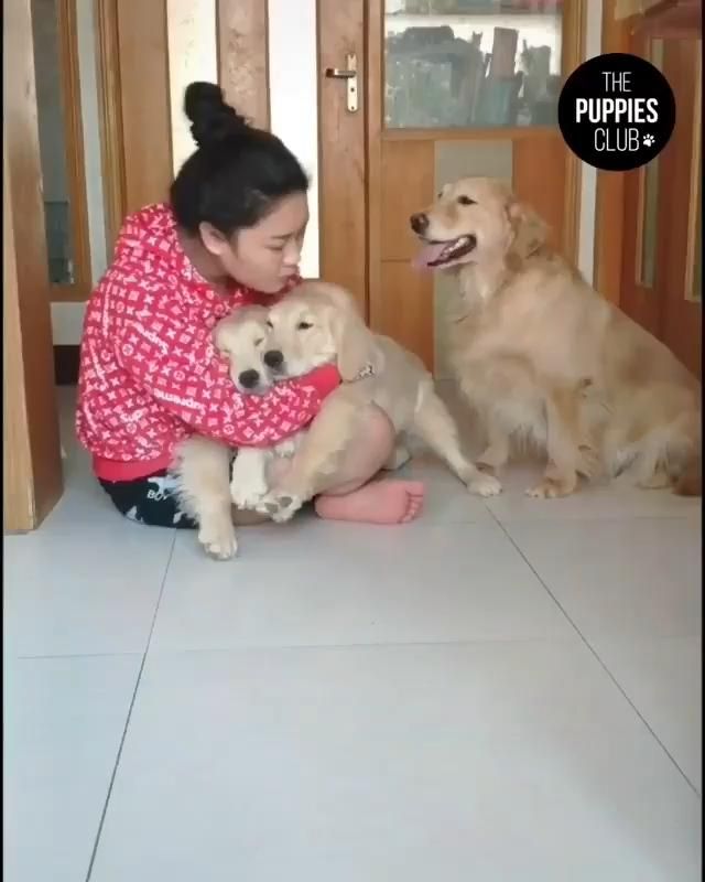 Videos graciosos de perros【HUMOR VIRAL】