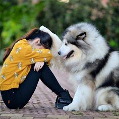 24 Perros que aman mucho a sus duenos y sus miradas valen mas【HUMOR VIRAL】