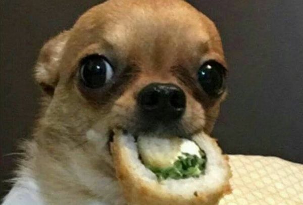 Perro virola con comida en la boca【HUMOR VIRAL】