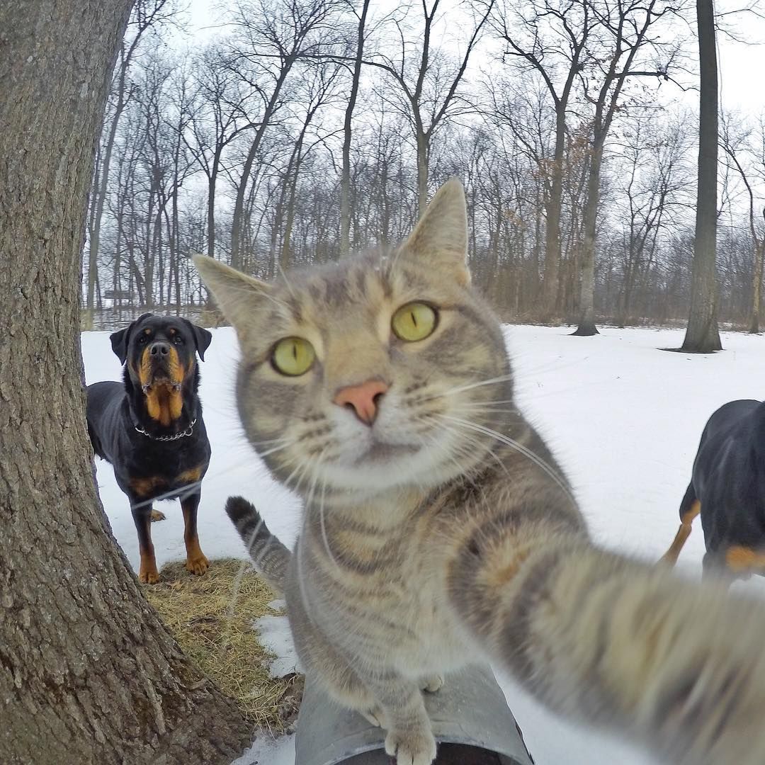 ¡Conoce a Manny El gato que se toma selfies mucho【HUMOR VIRAL】