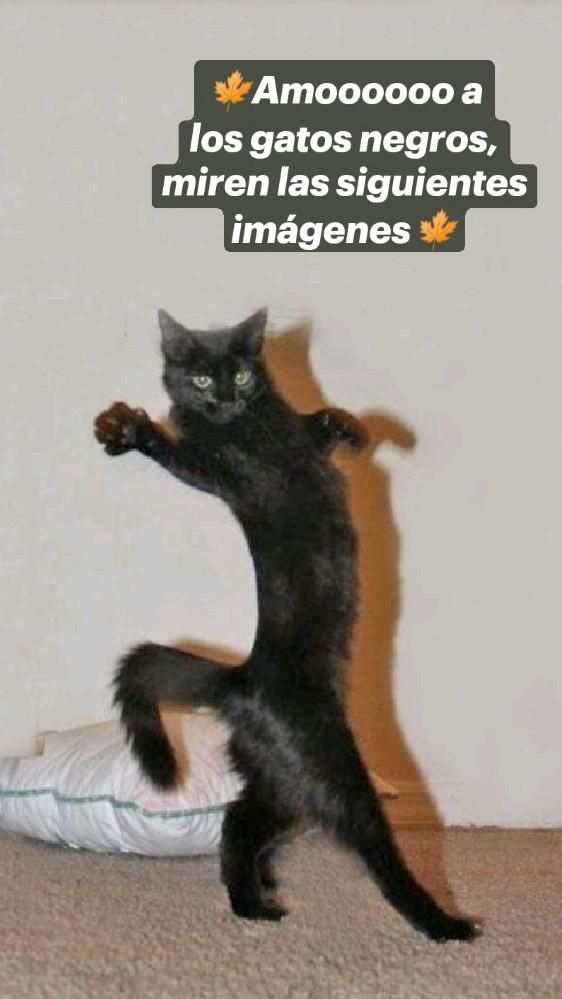 Amoooooo a los gatos negros miren las siguientes imagenes【HUMOR VIRAL】