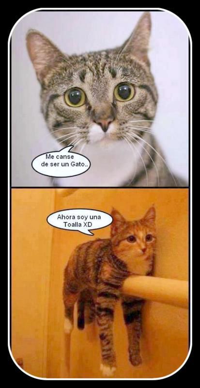 Imagenes graciosas de gatos en Cosas Que Pasan【HUMOR VIRAL】