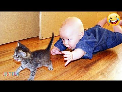 Videos De Risa Animales Graciosos Gatos y Perros Chistosos【HUMOR VIRAL】