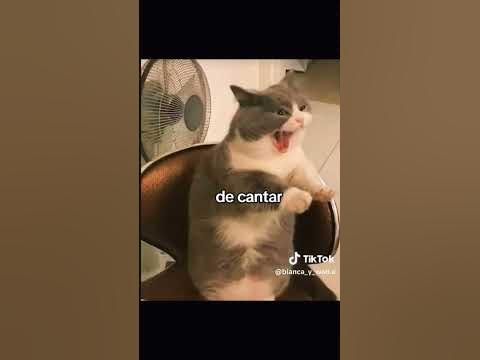 gatos para mi apa creditos no se【HUMOR VIRAL】