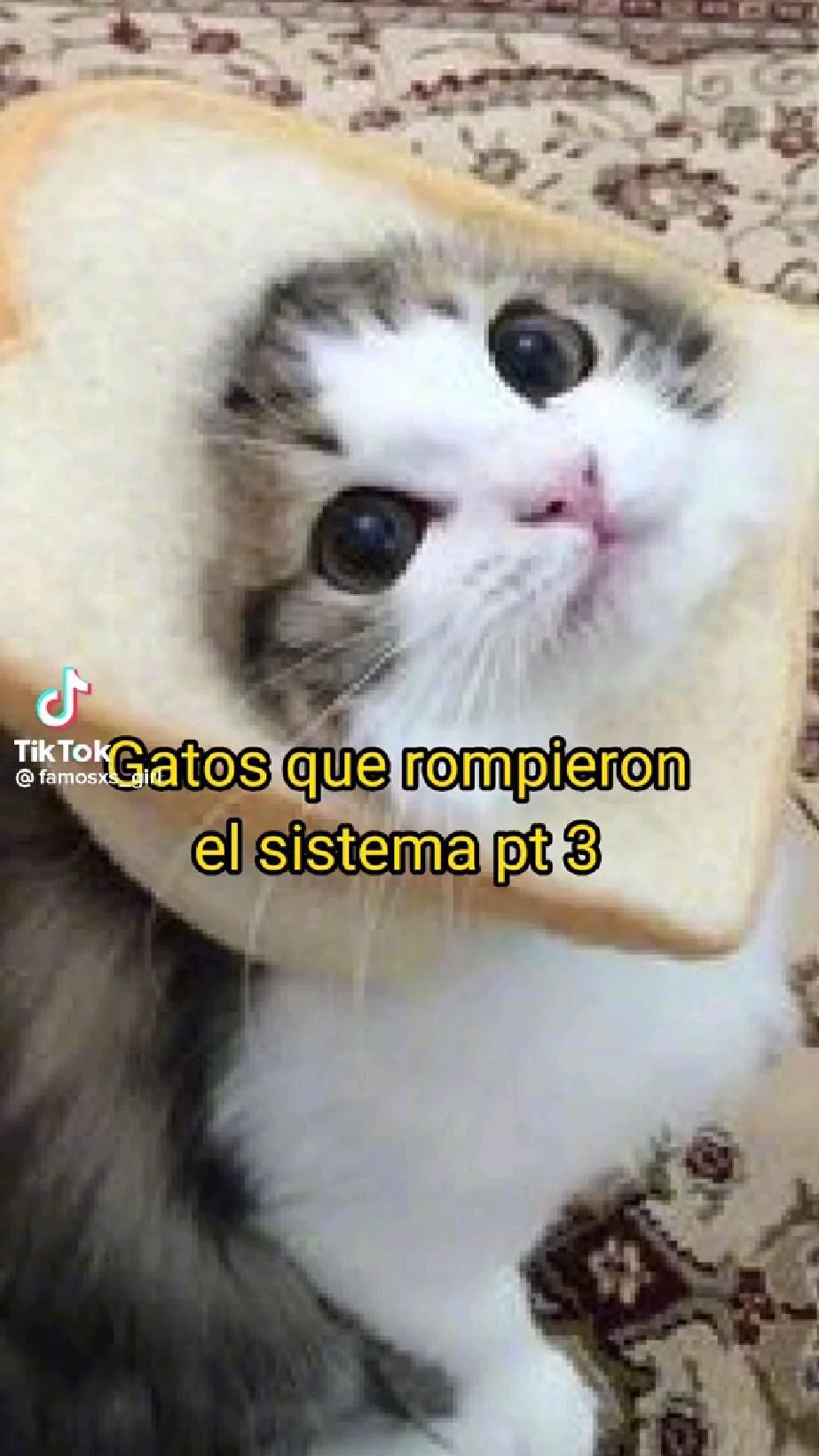 gatos que rompieron el sistema【HUMOR VIRAL】